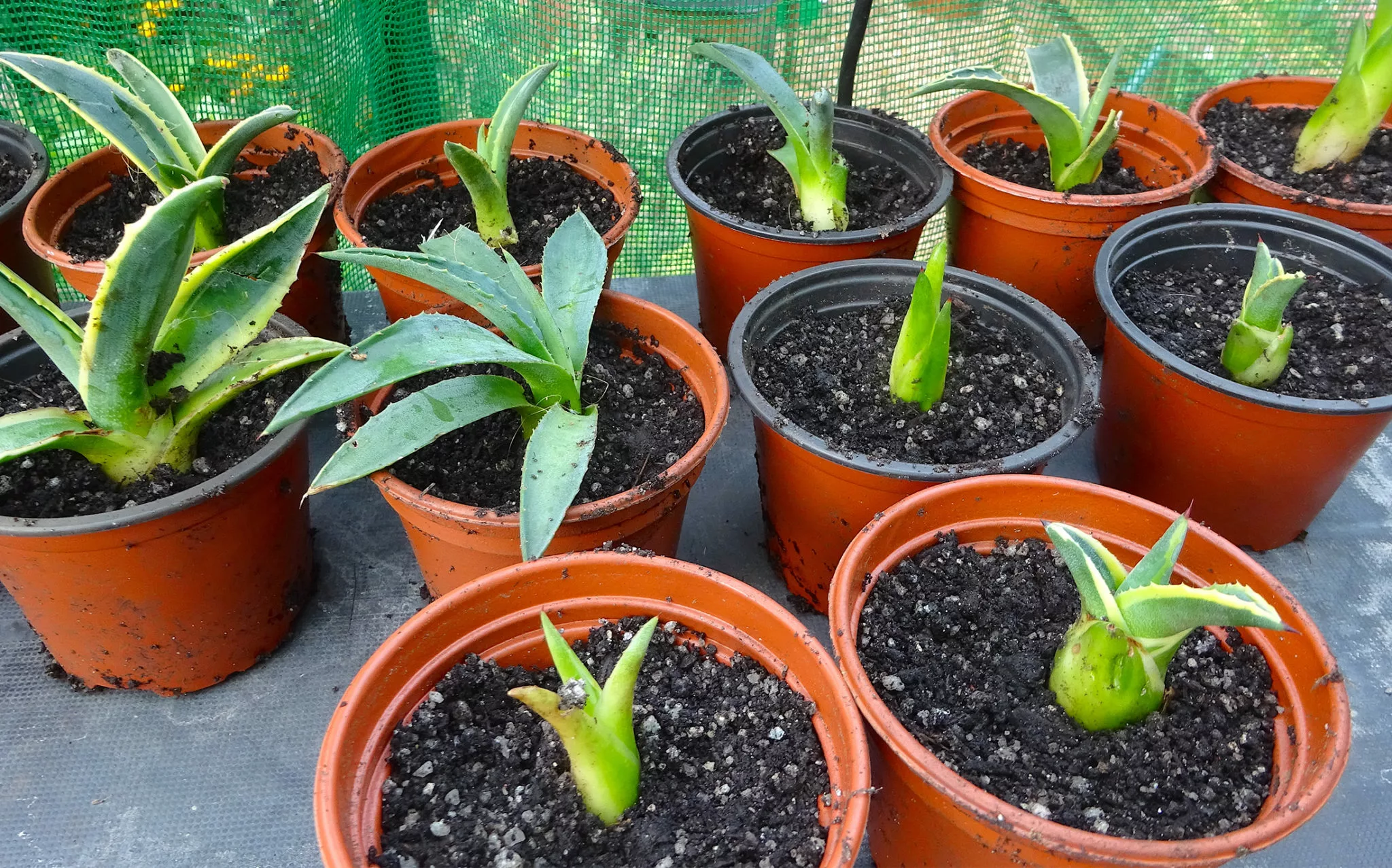 DIY: Make Your Own Plant Propagation Box Greenhouse (That Doubles