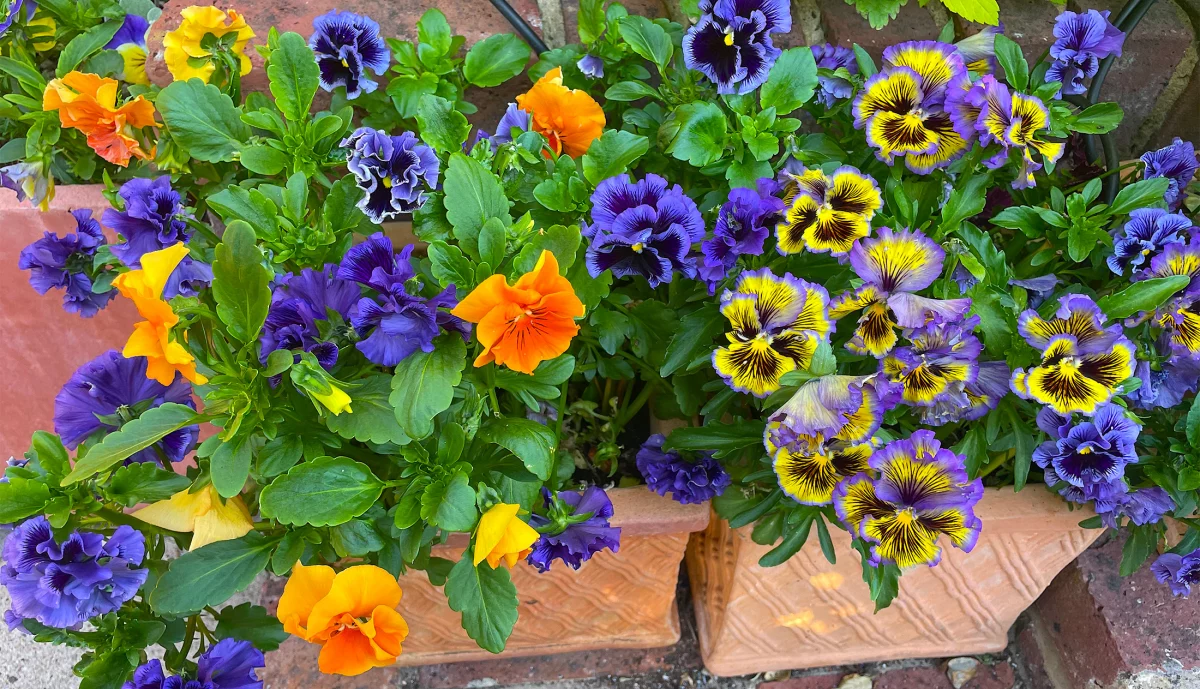 pansies in containers at Driftwood