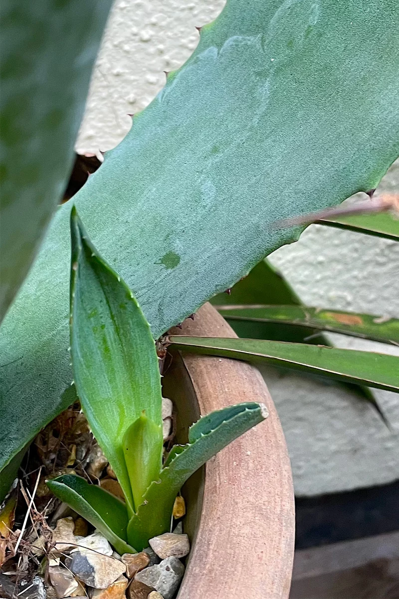 Baby agave
