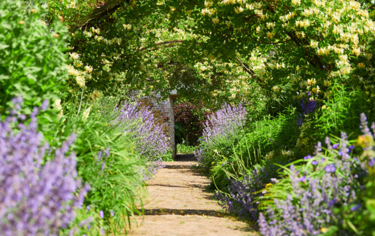 lavender and honeysuckle lining pathway