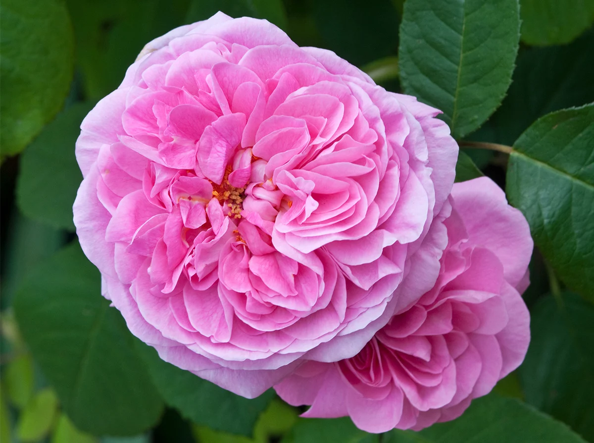 Rosa 'Gertrude Jekyll' David Austin Roses