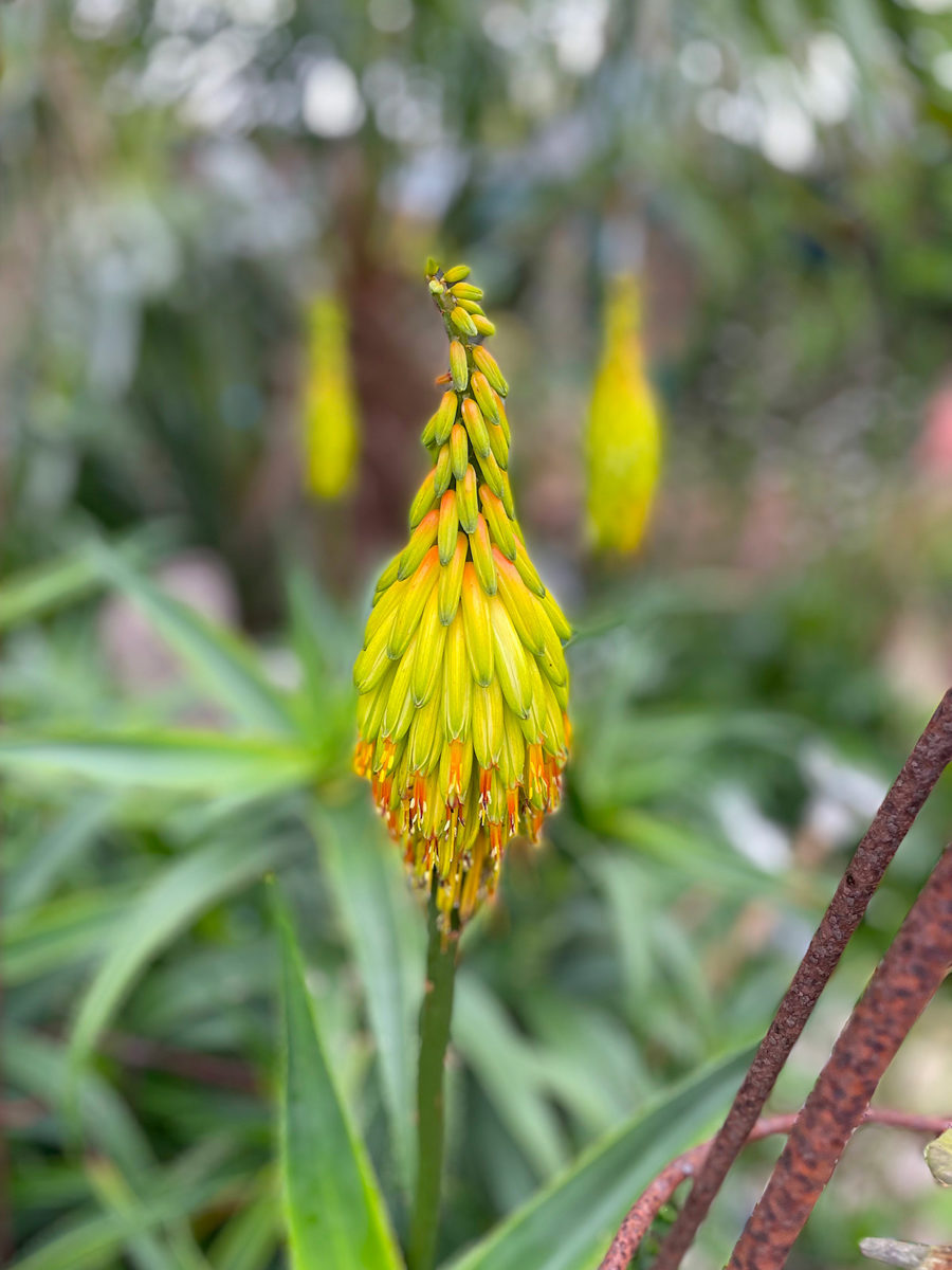 Aloe stratula