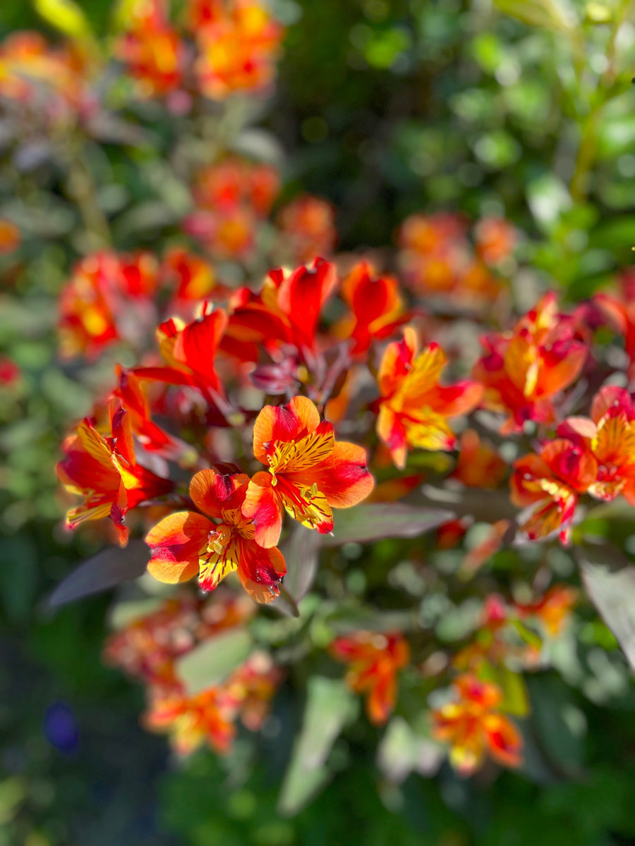 Alstromeira Indian Summer