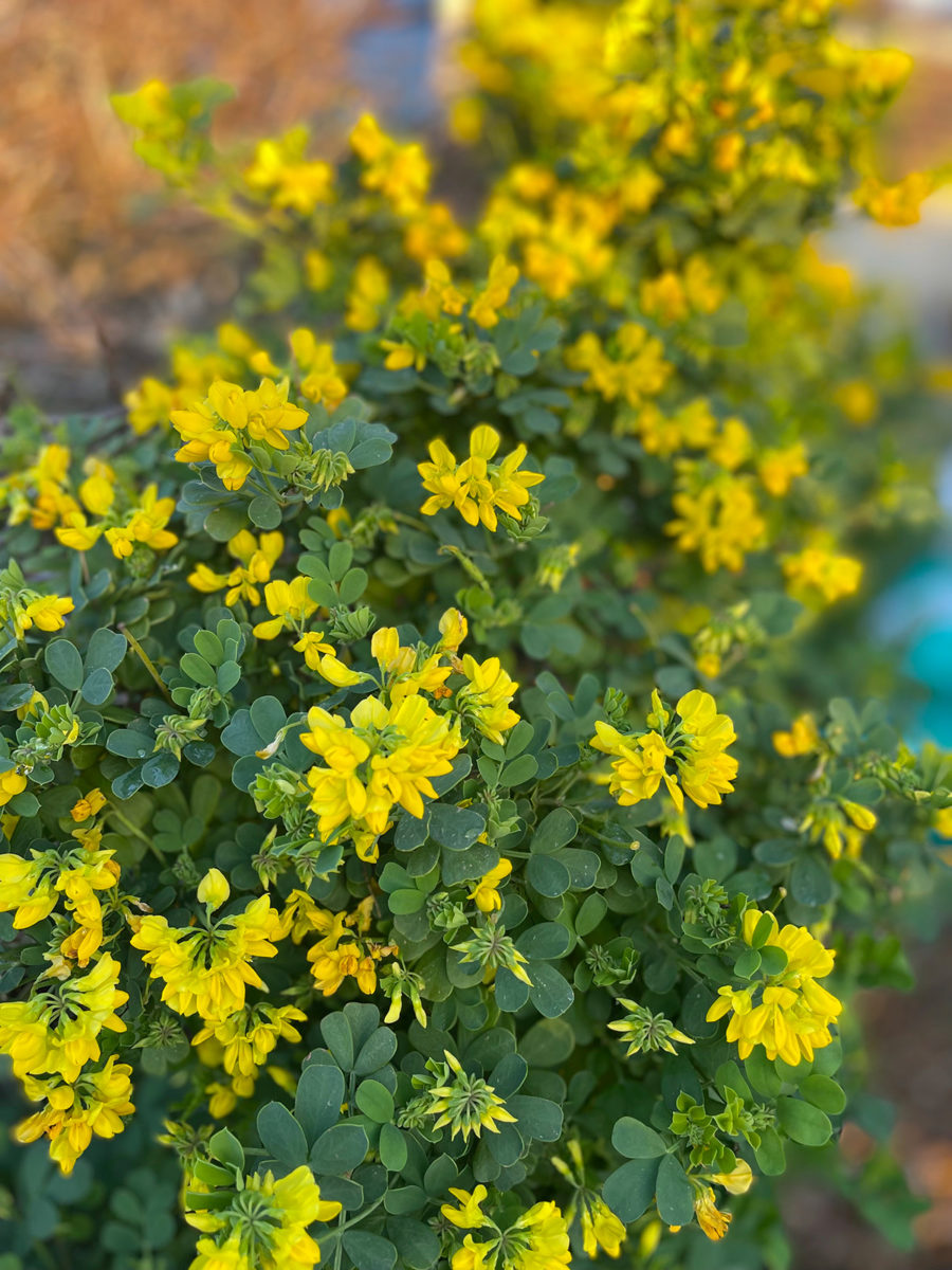 Coronilla glauca