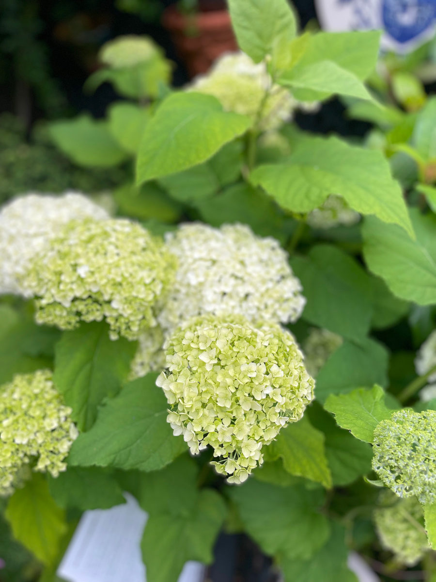 Hydrangea 'Annabelle'