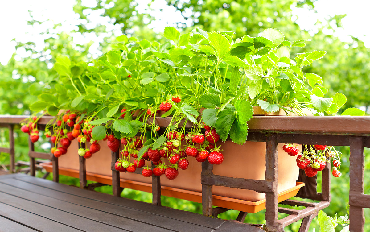 strawberries growing in raised balcony planter
