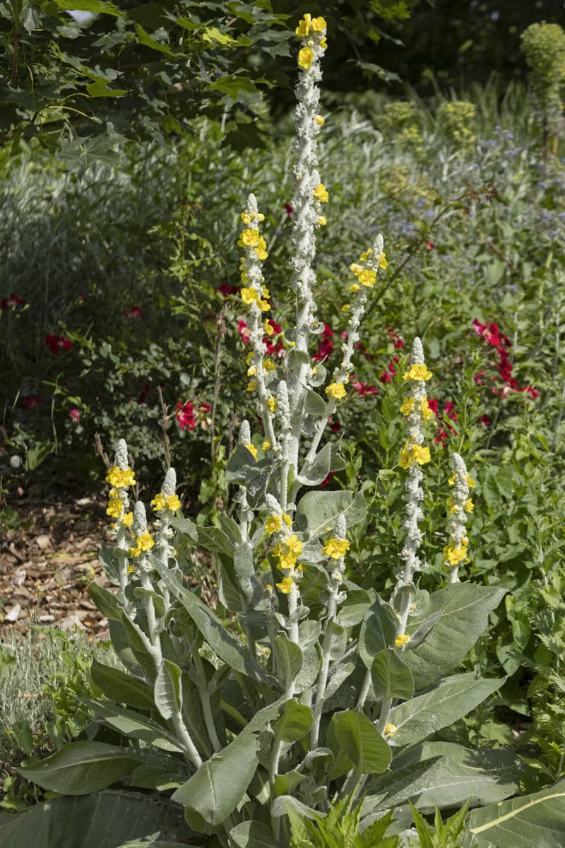 Verbascum bombyciferum