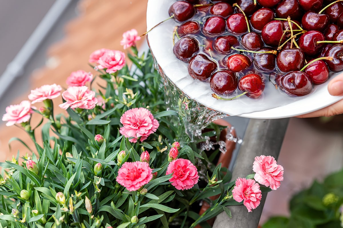 watering container plants with water from washing fruit