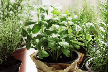 pots of herbs on windowsill