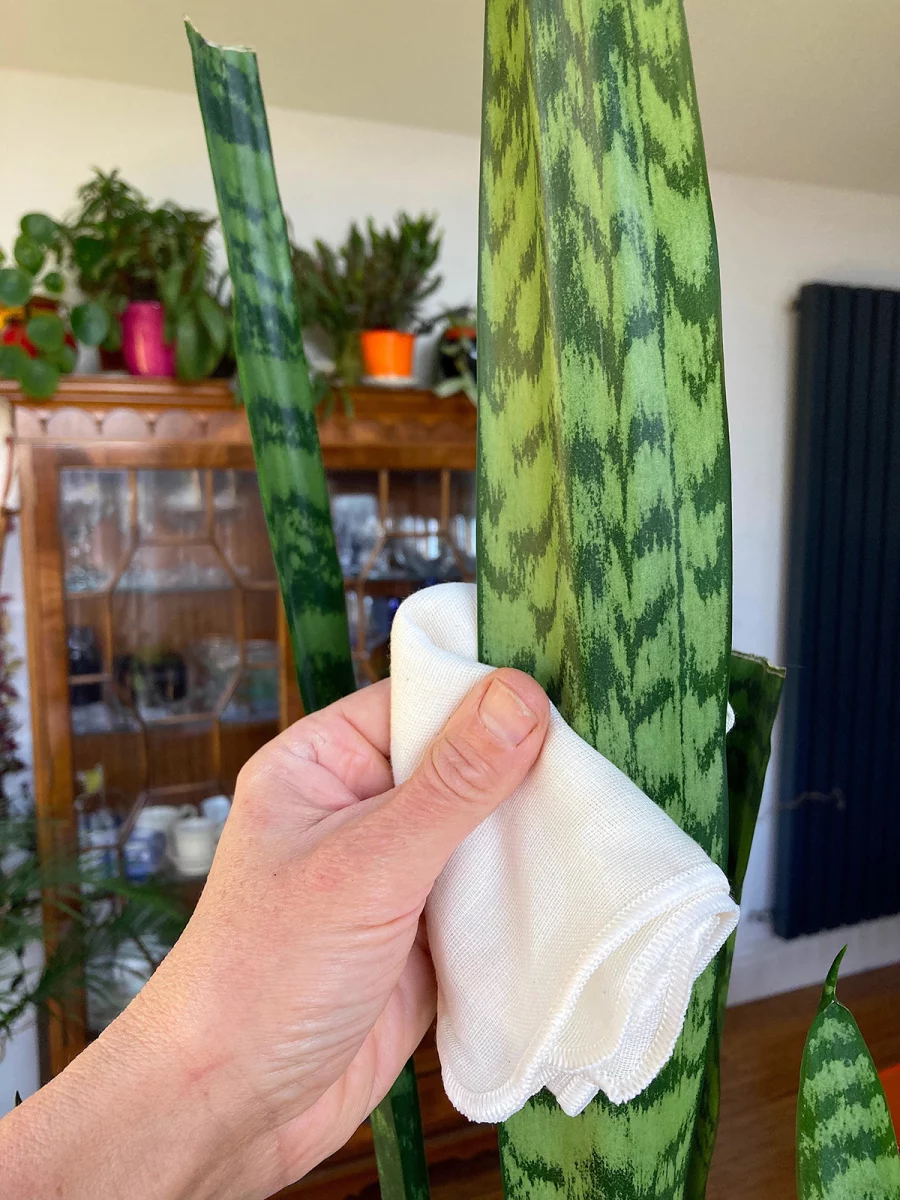 Dusting the leaves of Sansevieria