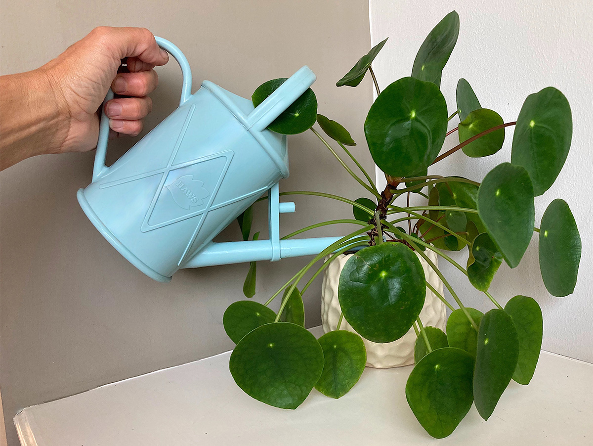 Watering an indoor houseplant