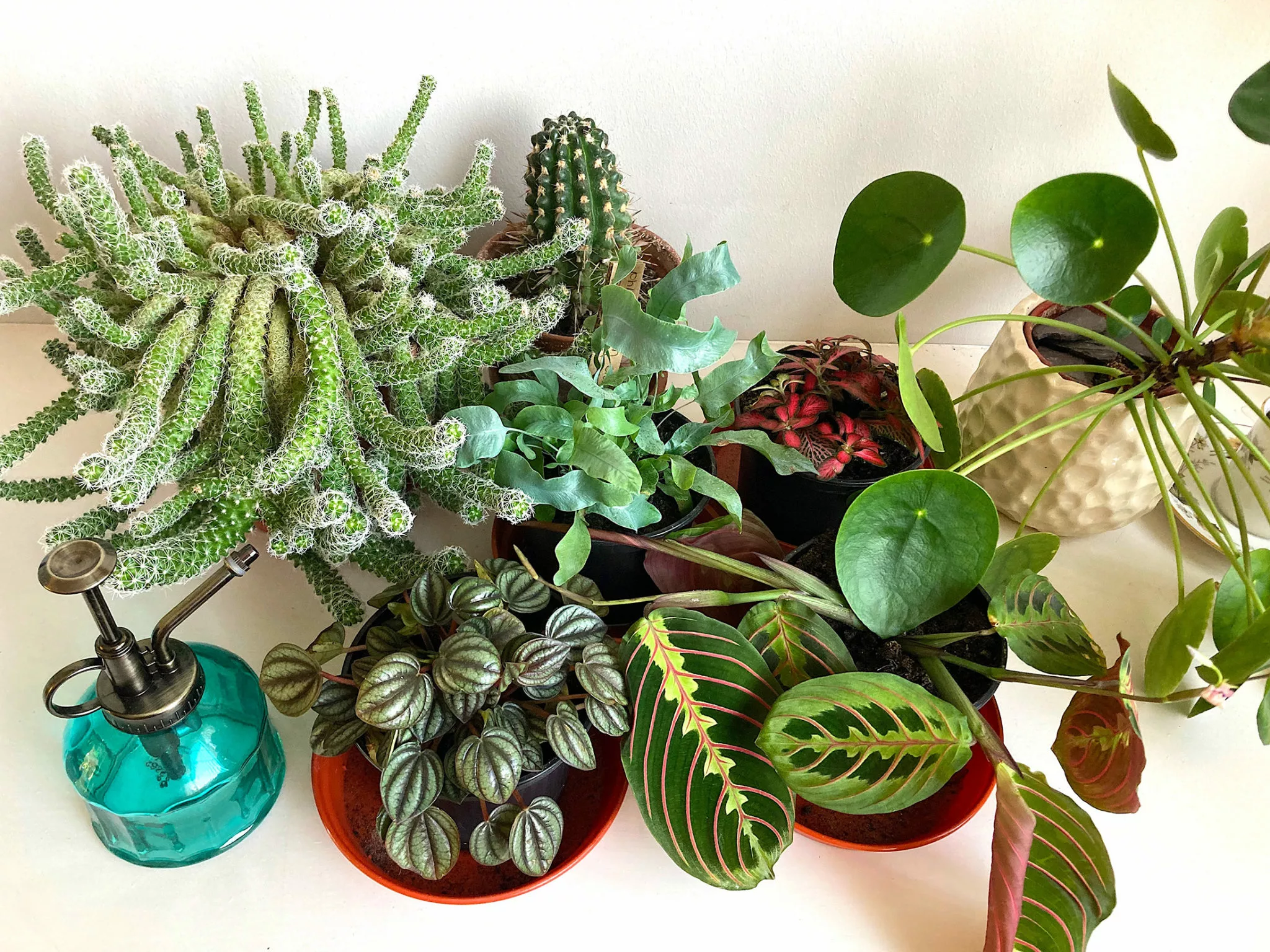 Collection of houseplants