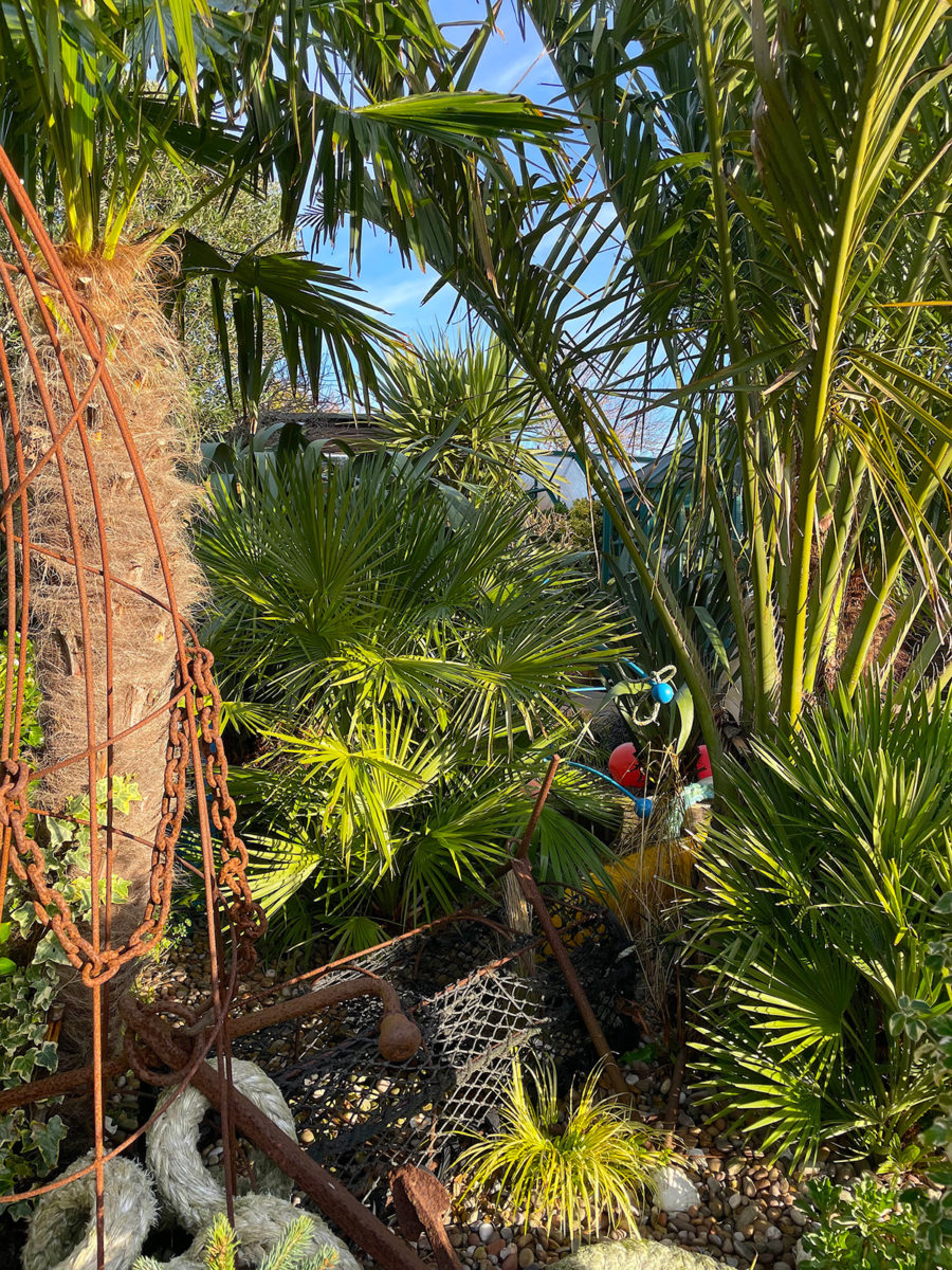 tropical plants at Driftwood 