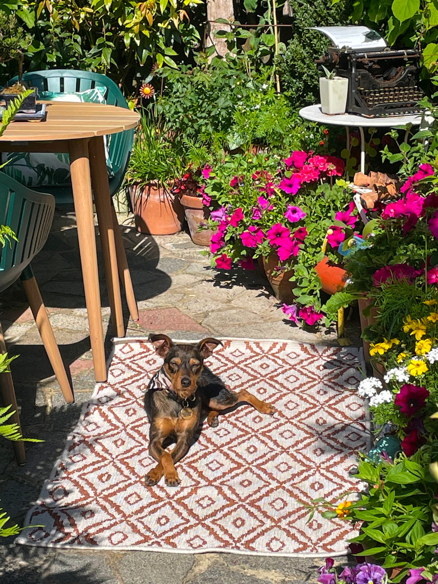 Chester the dog in writers corner at driftwood