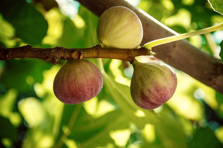 Ripening figs growing