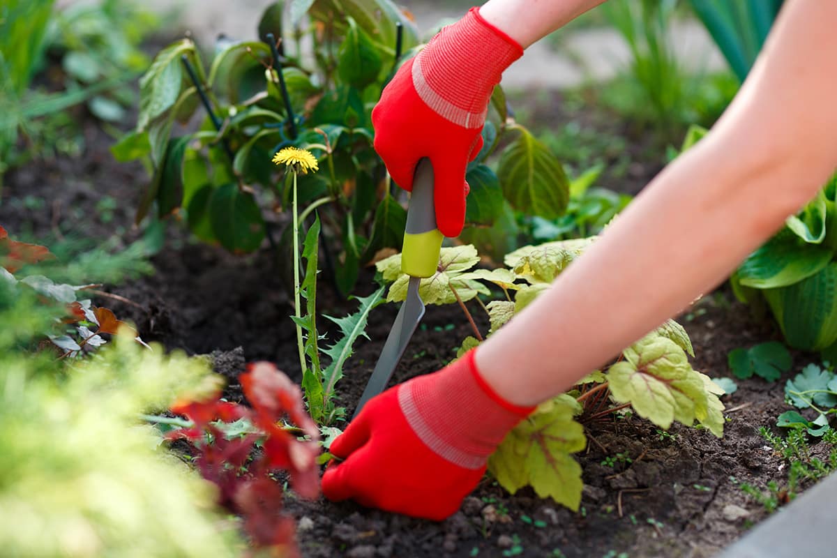 Gardener removing weed with handtool