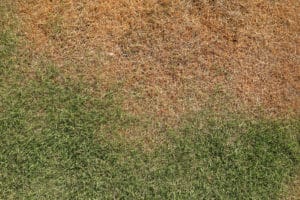 Drought hit lawn