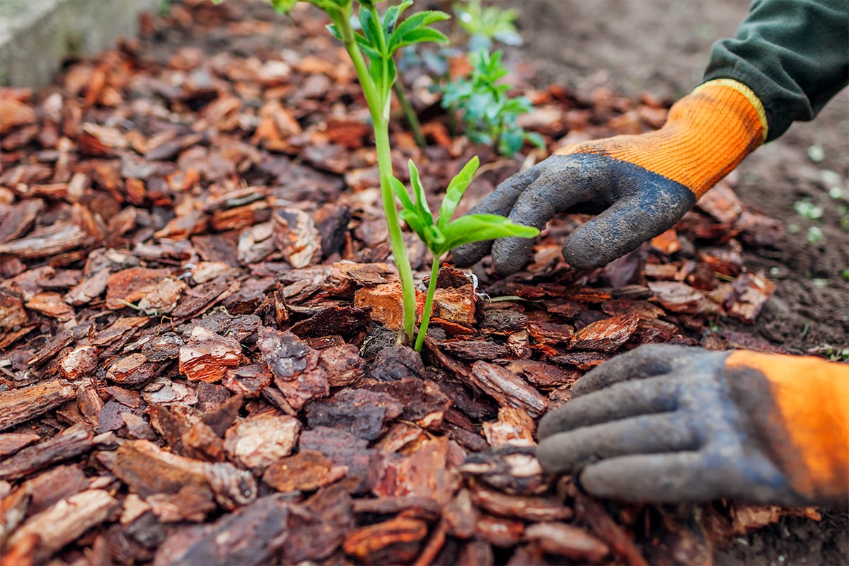 Mulching around plant in spring