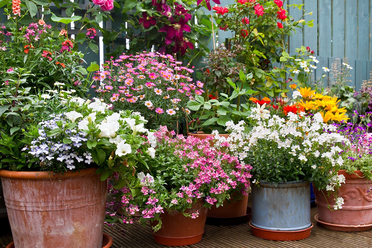 colour group of planted containers