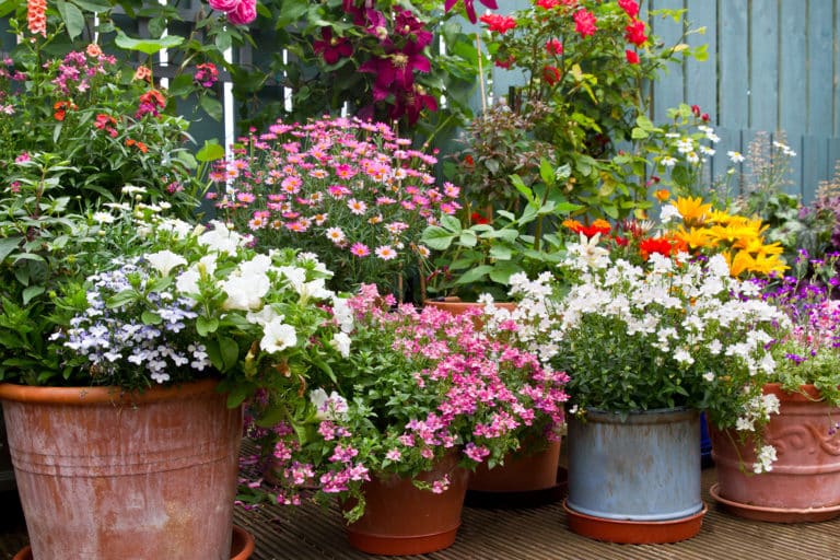 Colourful planted containers