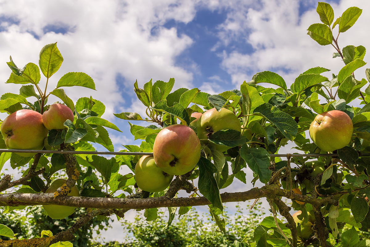 branch of espalier apple tree