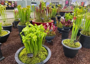 Carniverous plants from Wacky Plants Chelsea 2022