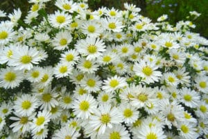 Crysanthemums at Driftwood