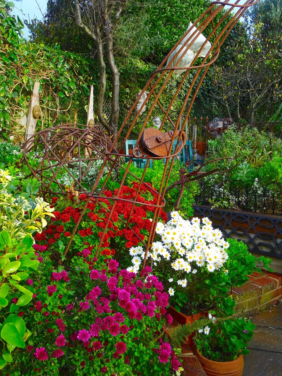 Chrysanthemums under the metal arch at Driftwood