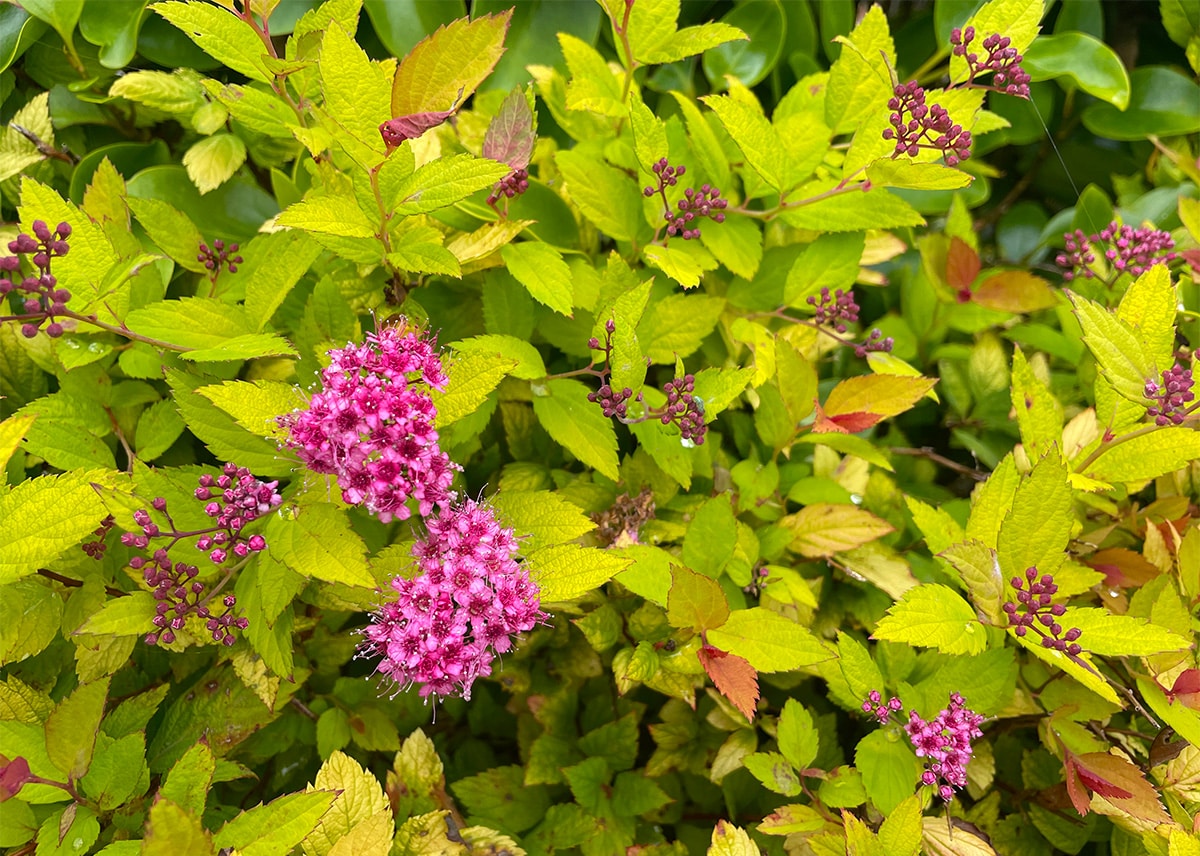 spirea at Driftwood
