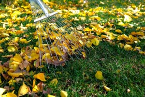 Raking leaves from lawn with spring tine rake
