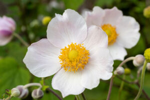 Japanese anemone 'Wild Swan'