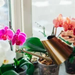 Watering orchids