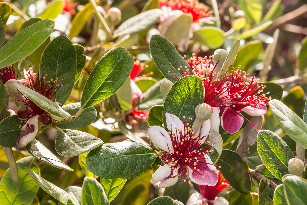 Feijoa (Acca sellowiana)
