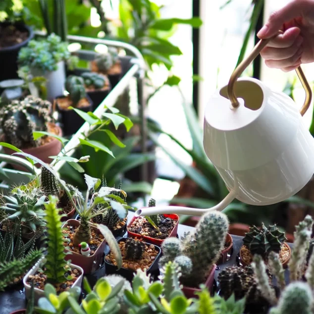 Watering succulents