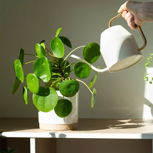 Watering houseplant
