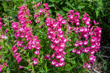pink penstemons