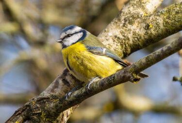 Blue tit resting on tree branch in winter