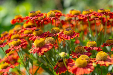 Heleniums in late summer garden