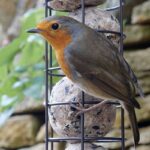 robin on feeder eating seed and nut suet balls