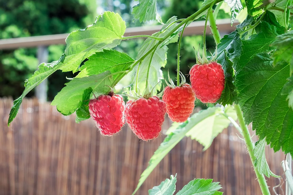 Raspberry canes growing on patio