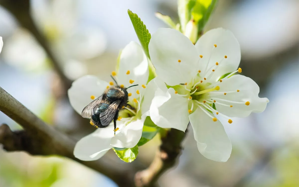 Mason bee pollinating apple blossom