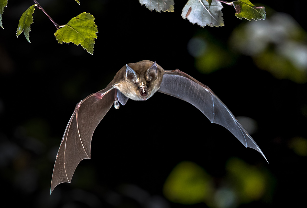 Greater horseshoe bat