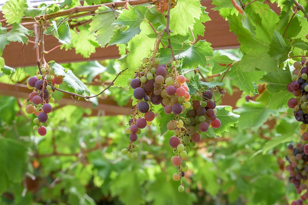 Grapes growing on patio pergola