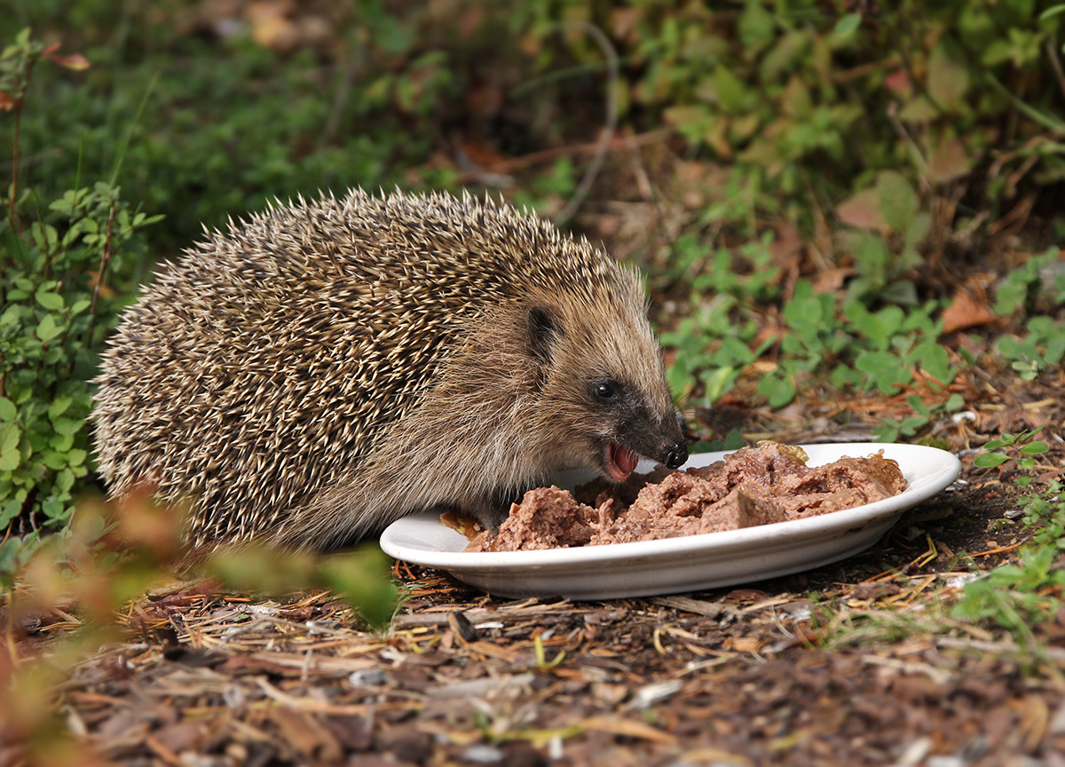 hedgehog eating pet food