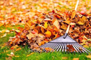 fallen autumn leaves with rake