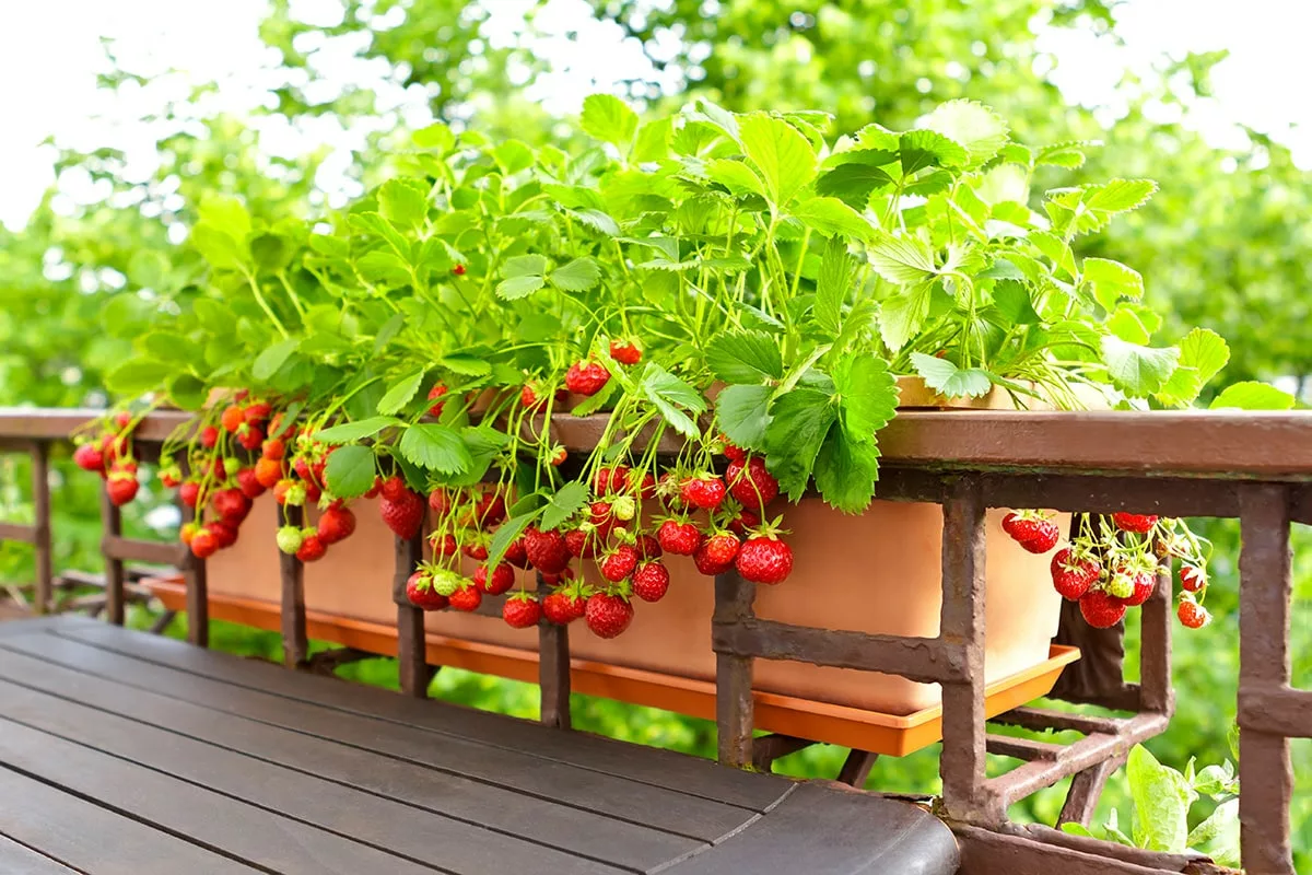 strawberries growing in balcony container