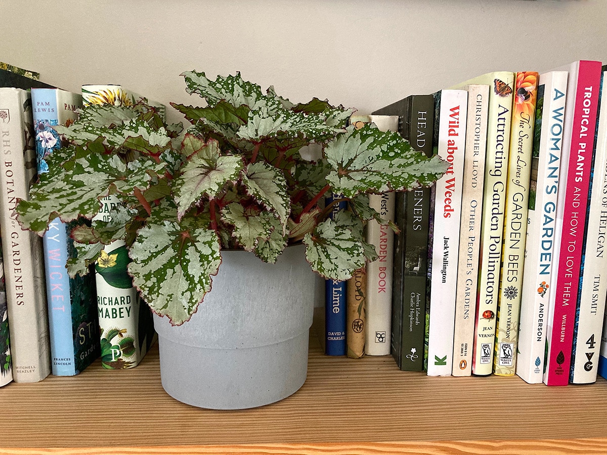 Begonia rex on bookshelf