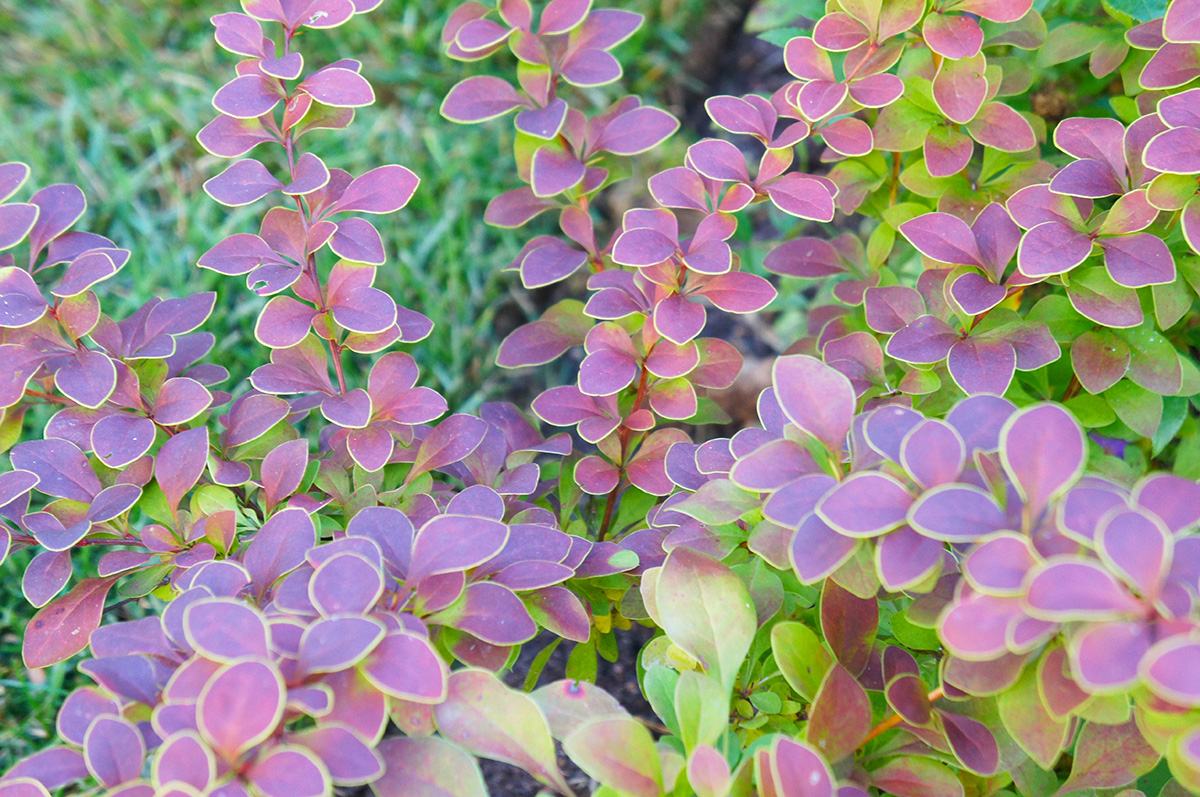 Berberis thunbergii
