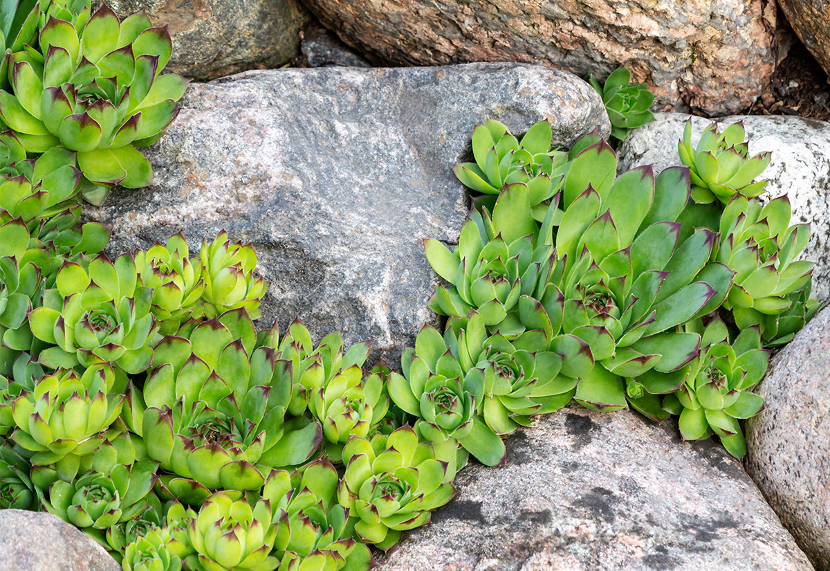 Houseleeks growing in a rockery