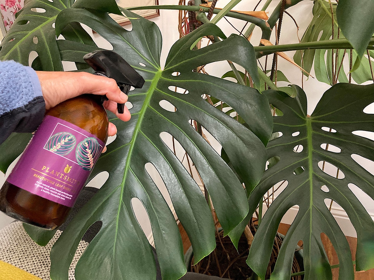 Cleaning leaves of Monstera deliciosia with Plantsmith Beautifying Leaf Shine Spray